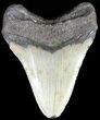 Robust, Megalodon Tooth - North Carolina #49521-2